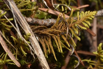 Abietinella abietina, photographed by Braden J. Judson
