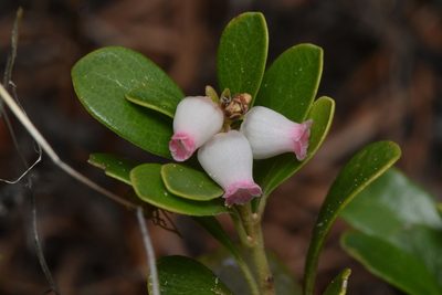 Arctostaphylos uva-ursi, photographed by Braden J. Judson