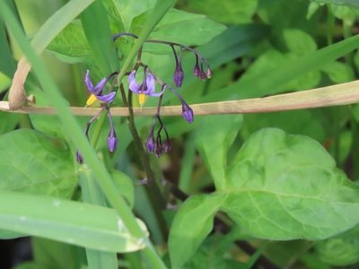 Solanum dulcamara, photographed by Erin Springinotic