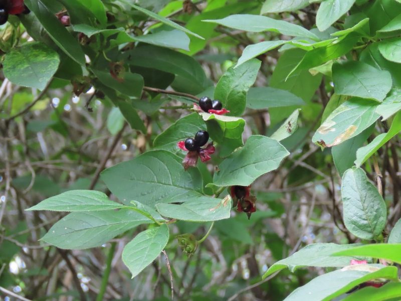 Lonicera involucrata, photographed by Erin Springinotic