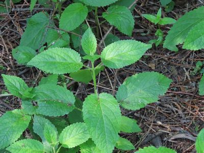 Stachys chamissonis