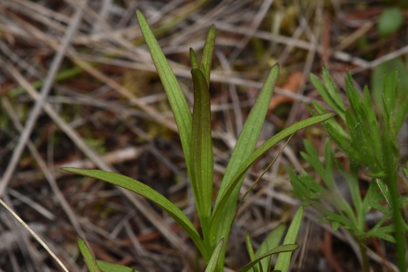 Castilleja miniata, photographed by Braden J. Judson