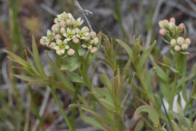 Comandra umbellata, photographed by Braden J. Judson
