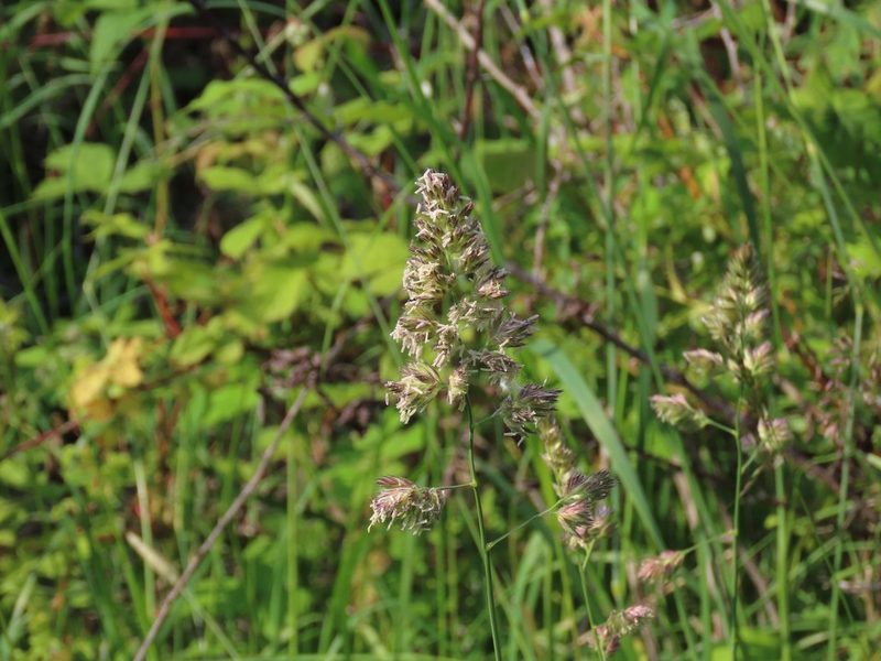 Dactylis glomerata, photographed by Erin Springinotic
