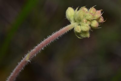 Heuchera cylindrica, photographed by Braden J. Judson