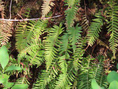 Polypodium glycyrrhiza, photographed by Erin Springinotic