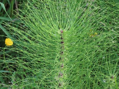 Equisetum telmateia, photographed by Erin Springinotic