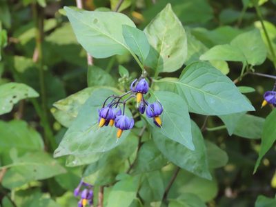 Solanum dulcamara, photographed by Erin Springinotic