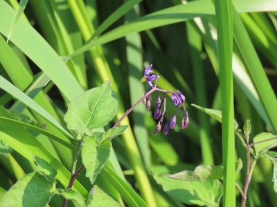 Solanum dulcamara, photographed by Erin Springinotic