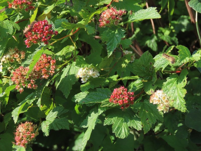 Physocarpus capitatus, photographed by Erin Springinotic