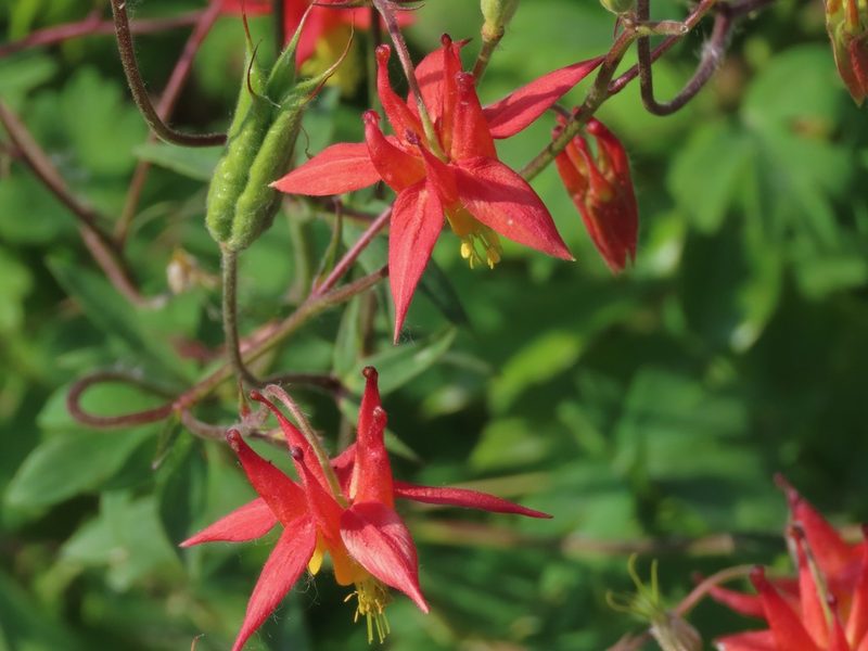 Aquilegia formosa, photographed by Erin Springinotic