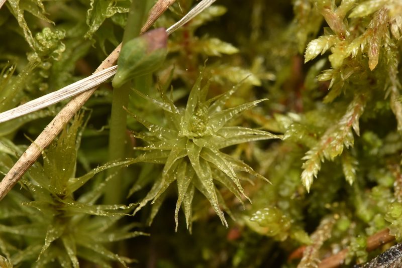 Dicranum polysetum, photographed by Braden J. Judson