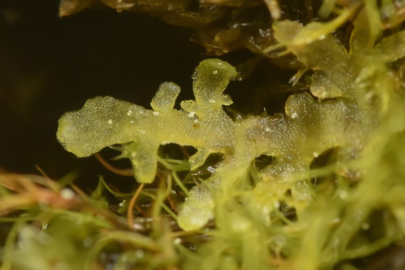 Riccardia chamedryfolia, photographed by Braden J. Judson