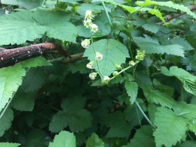 Tellima grandiflora