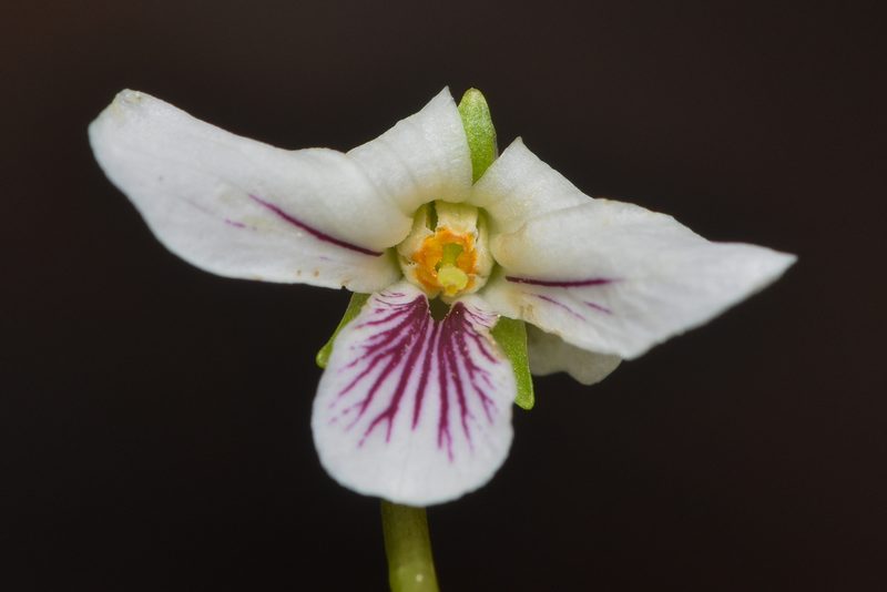 Viola renifolia, photographed by Braden J. Judson
