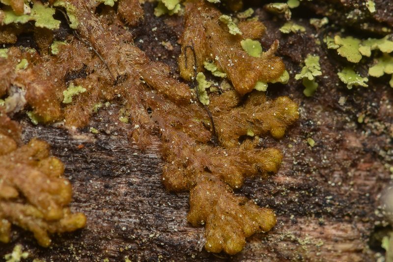 Ptilidium pulcherrimum, photographed by Braden J. Judson