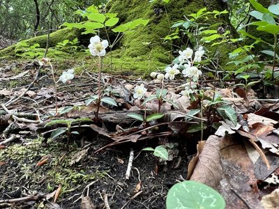 Chimaphila maculata, photographed by Anne Parker