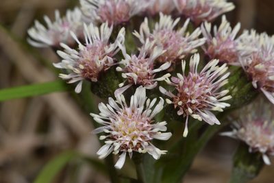 Petasites frigidus, photographed by Braden J. Judson