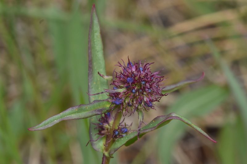 Penstemon procerus, photographed by Braden J. Judson