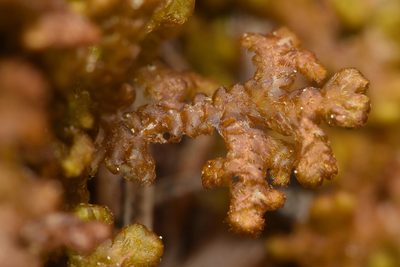 Ptilidium ciliare, photographed by Braden J. Judson