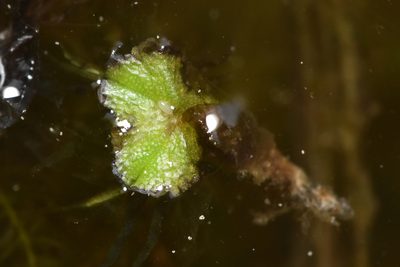 Ricciocarpos natans, photographed by Braden J. Judson