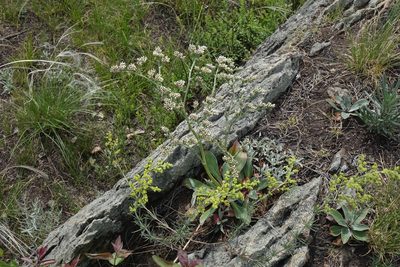 Goniolimon speciosum, photographed by Oleg Kosterin