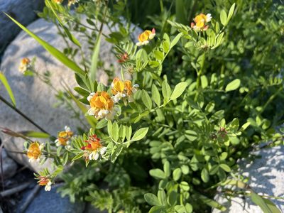 Hosackia oblongifolia