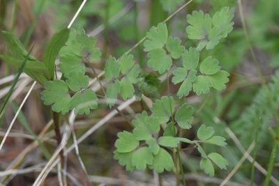 Thalictrum occidentale