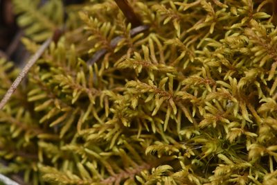 Abietinella abietina