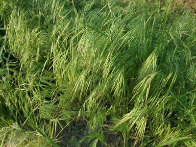 Bromus tectorum, photographed by Craig Martin