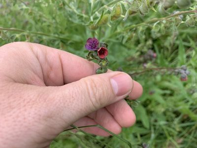Cynoglossum officinale