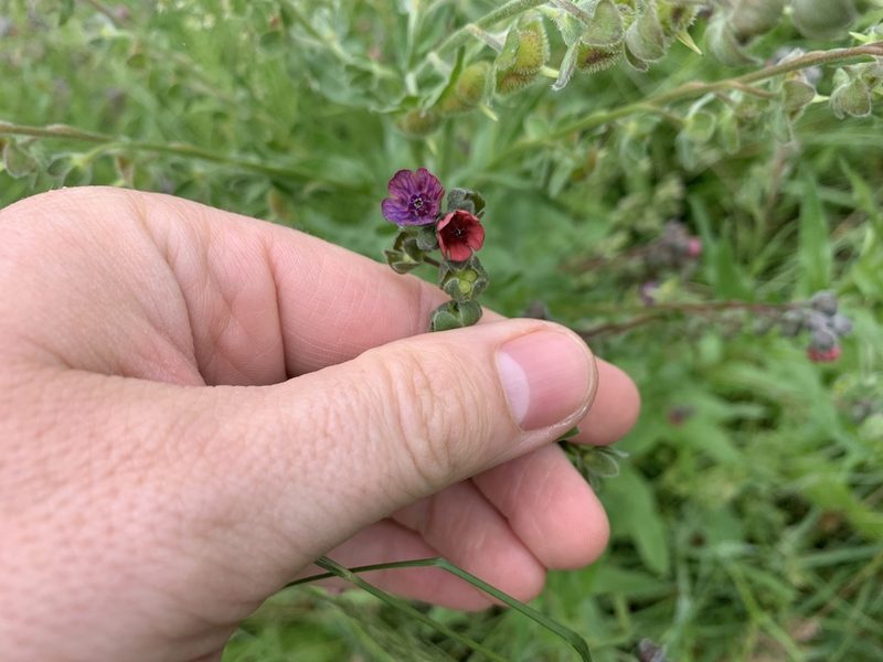 Cynoglossum officinale, photographed by John G. Phillips