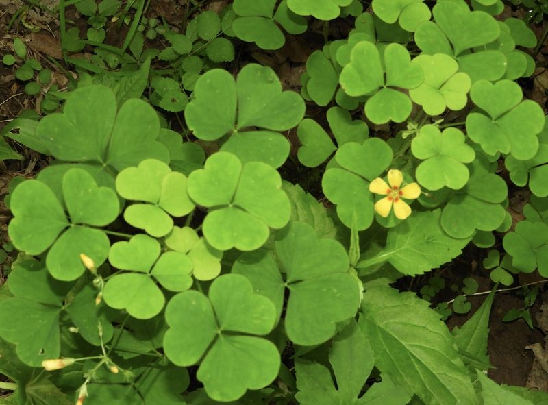 Oxalis grandis, photographed by pachips