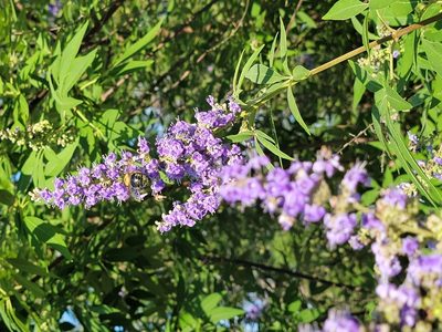 Vitex agnus-castus, photographed by Rebecca Gimenez Husted