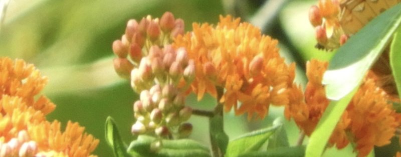 Asclepias tuberosa, photographed by pachips