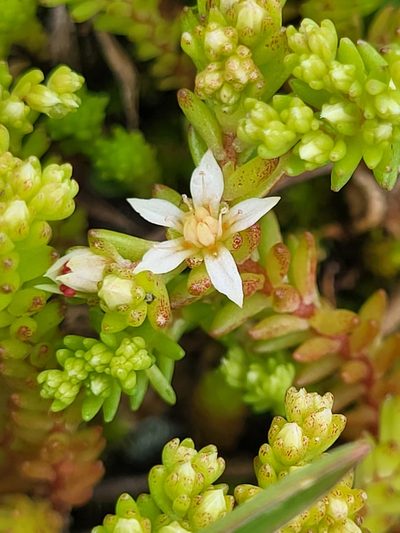 Sedum gracile, photographed by Jacek Pietruszewski