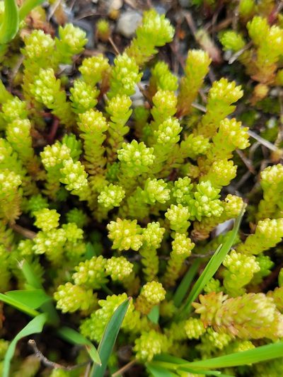 Sedum gracile, photographed by Jacek Pietruszewski