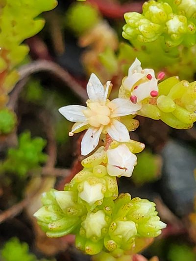 Sedum gracile, photographed by Jacek Pietruszewski