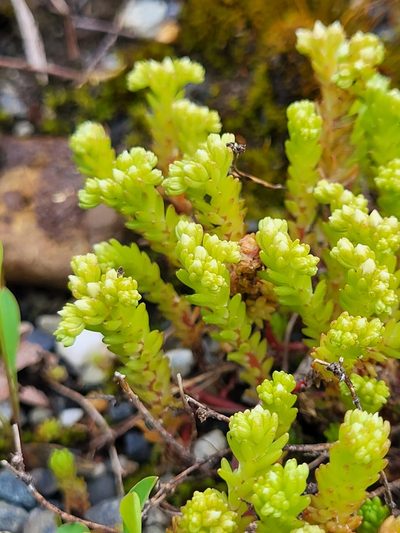 Sedum gracile, photographed by Jacek Pietruszewski