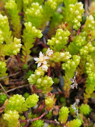 Sedum gracile, photographed by Jacek Pietruszewski