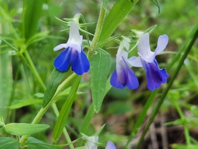 Collinsia grandiflora
