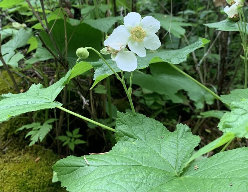 Rubus parviflorus, photographed by John G. Phillips