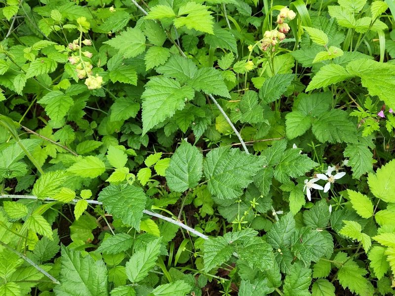 Rubus ursinus, photographed by Casey H. Richart