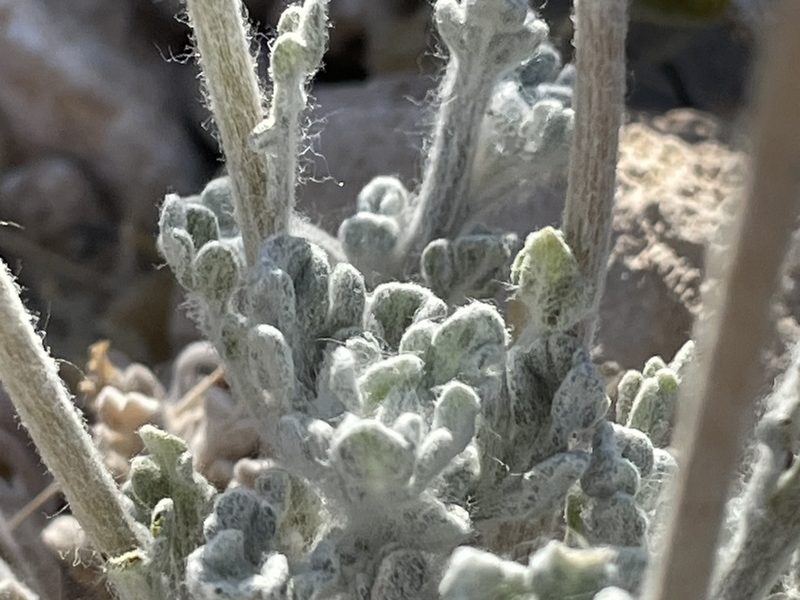 Baileya multiradiata, photographed by Bobby McCabe