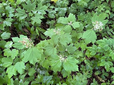 Viburnum acerifolium, photographed by Brian Finzel