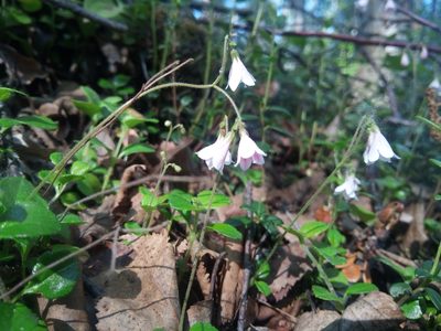 Linnaea borealis