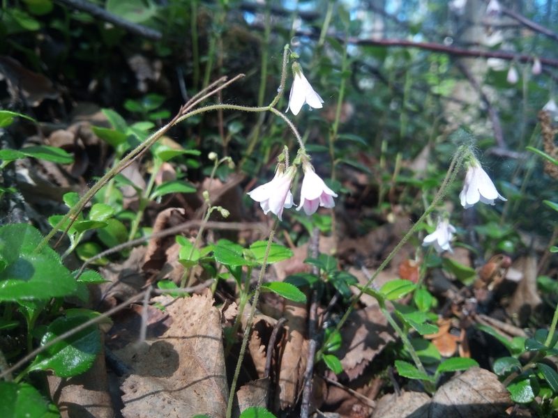 Linnaea borealis, photographed by steve b
