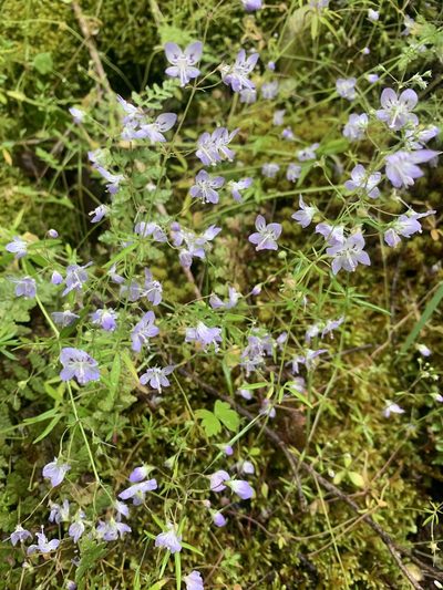 Tonella floribunda, photographed by John G. Phillips