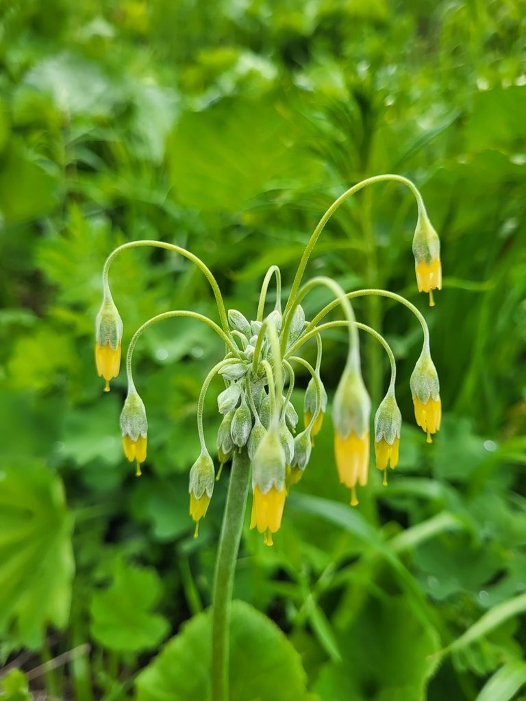 Primula grandis, photographed by Jacek Pietruszewski
