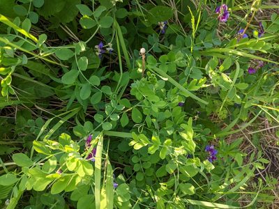 Lathyrus japonicus, photographed by Alexandria 'Alex' Wenninger